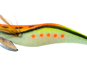 KABO SQUID  XK  3,0 1203